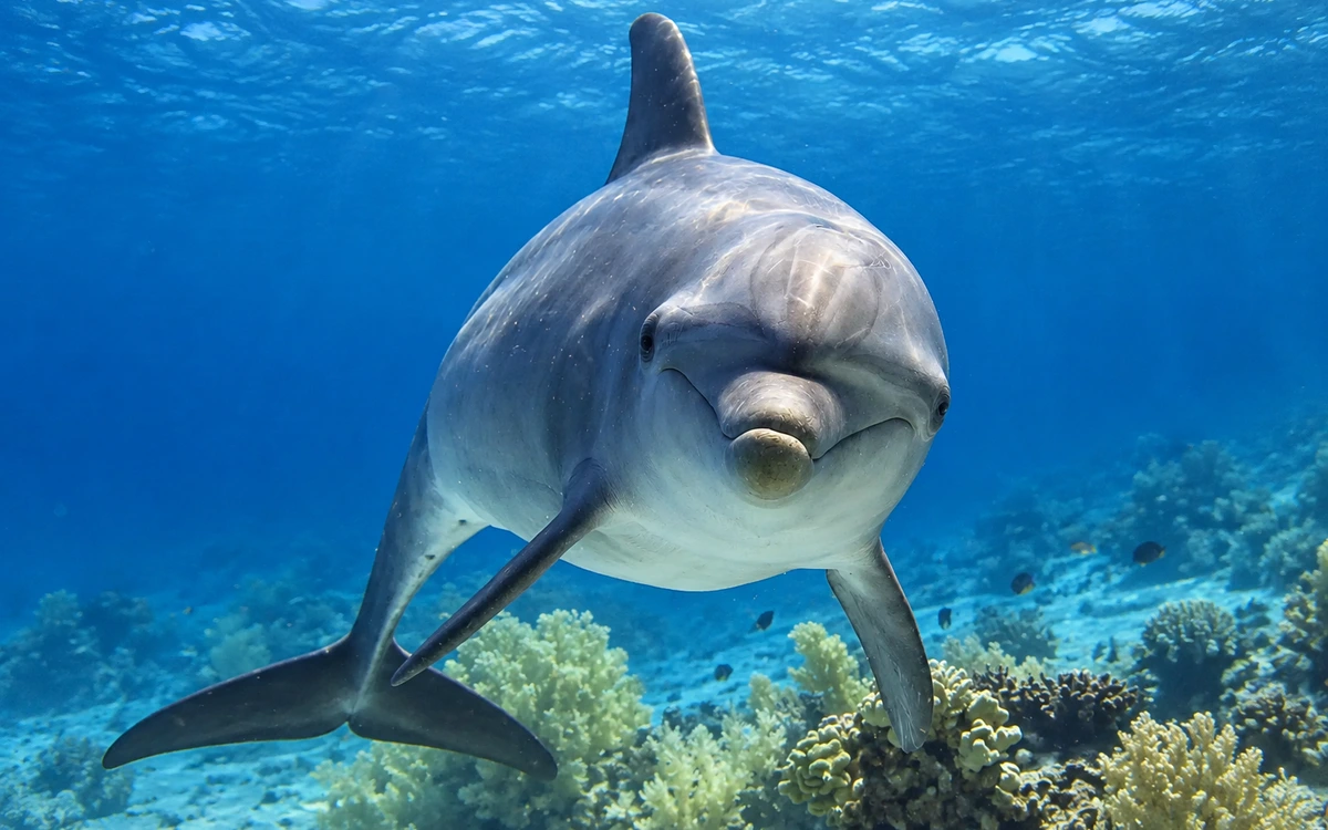 Un delfino rivolto verso la fotocamera sott'acqua