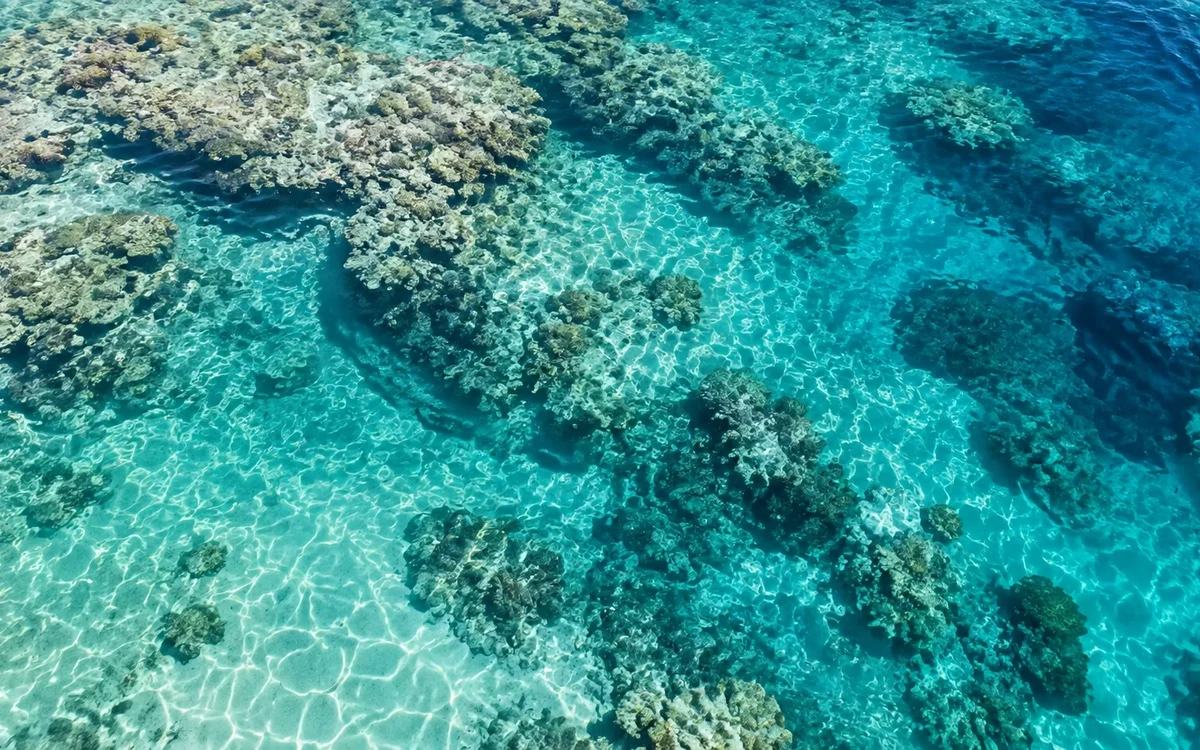 Illustrazione: Acqua limpida poco profonda sopra coralli e sabbia
